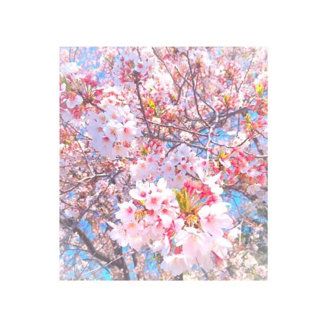 高橋紗妃のインスタグラム：「. ❀ ✿ 春だ。 ✿ ❀.・*」