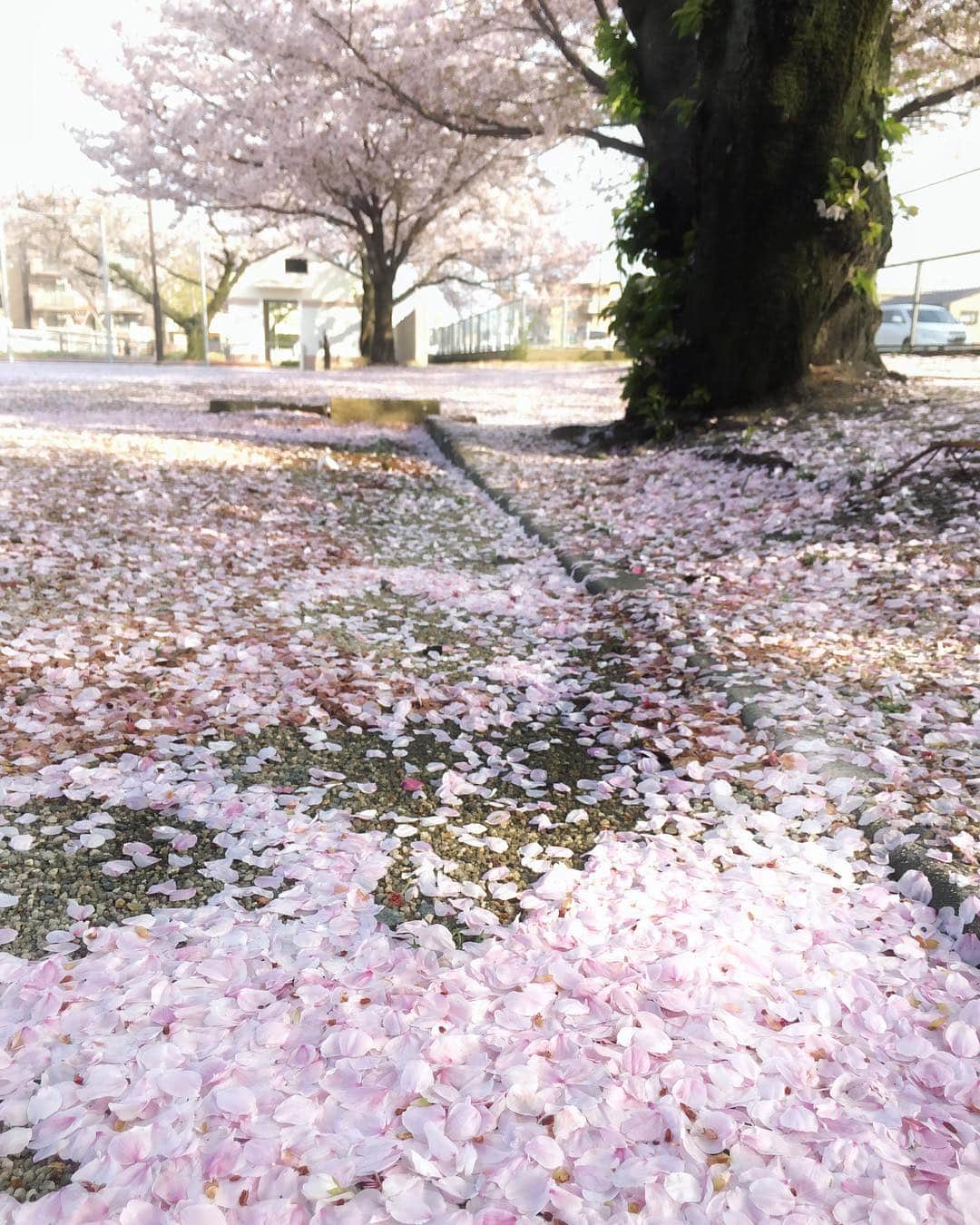 sunday_722さんのインスタグラム写真 - (sunday_722Instagram)「*﻿ ﻿ 散ってもなお﻿ 美しい﻿ *﻿﻿ ﻿#🌸﻿ #ソメイヨシノ﻿﻿ #桜﻿﻿ #sakura﻿ #flower﻿﻿ #ShotOniPhone﻿﻿ #ShotOniPhone6s﻿ #japantrip﻿ #beautifuldestinations﻿ #iPhoneで撮影﻿﻿ #japan﻿ #日本の風景﻿ #travelwesome﻿ #rsa_minimal﻿﻿ #floweroftheday﻿﻿ #ig_photooftheday ﻿﻿ #raw_mobile﻿﻿ #indies_gram ﻿﻿ #tv_pointofview﻿﻿ #as_archive﻿﻿ #somewheremagazine﻿﻿ #vimptfreeprint﻿﻿ #royalsnappingartists﻿﻿ #jj_mobilephotography ﻿﻿ #tv_pointofview」4月13日 18時02分 - sunday_722