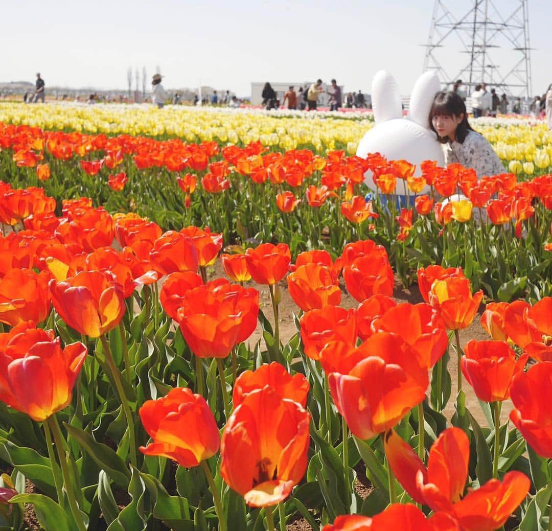 中山莉子さんのインスタグラム写真 - (中山莉子Instagram)「→🌷 ㅤㅤㅤ 顔隠しミッフィーㅤㅤㅤ ㅤㅤㅤ #spring#flower ㅤㅤㅤ #チューリップ#佐倉チューリップフェスタㅤㅤㅤ ㅤㅤㅤ」4月13日 18時14分 - nakayama_riko_official