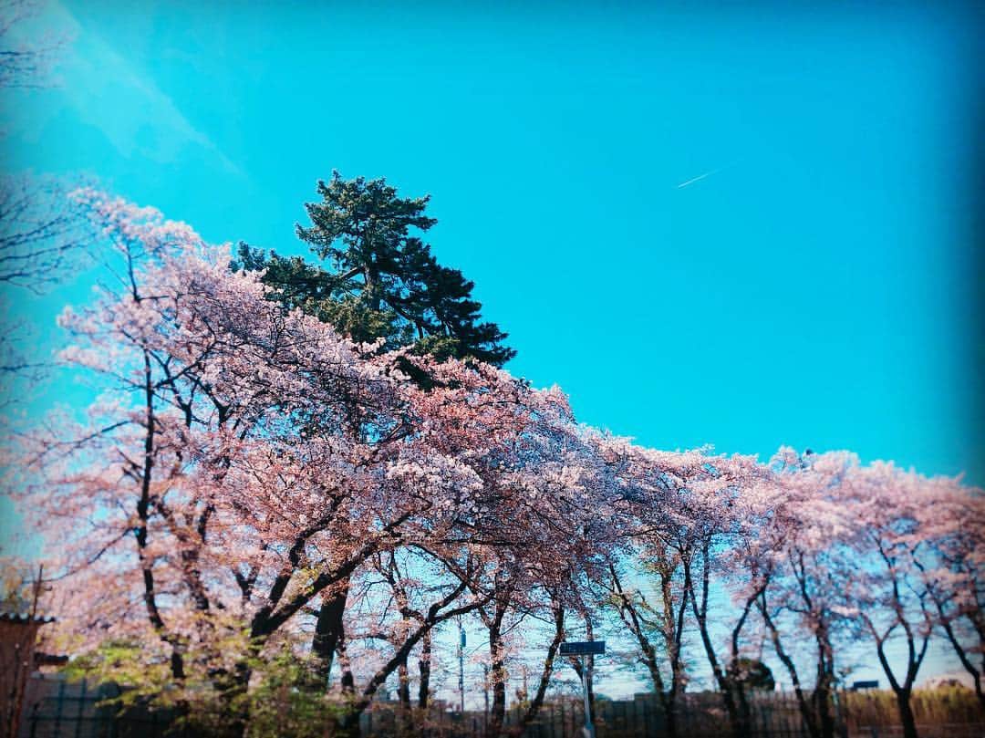 三輪晴香さんのインスタグラム写真 - (三輪晴香Instagram)「今日はお天気が良くてポカポカして気持ちよかった☀️ 移動中に見つけた、桜 まだ綺麗に咲いてくれてた🌸 そしてその後ろには松もチラリ。 素敵なショットでした☺︎ #桜 #松 #ツーショット」4月13日 18時14分 - miwamiwa4010