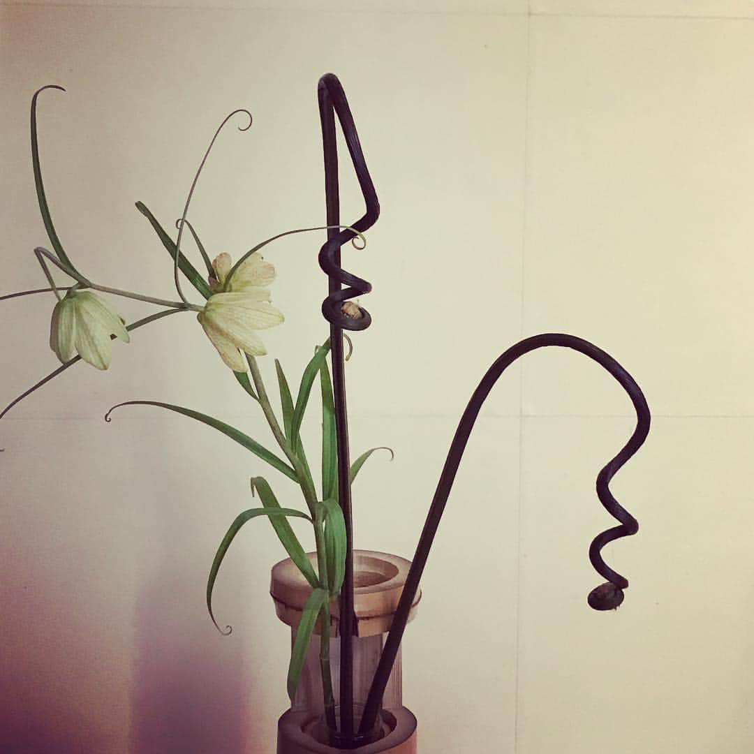 デザオ建設北野展示場のインスタグラム：「そして。 #花と竹細工のある暮らし展  展示の一部。 床の間のゼンマイ、一週間経ったの図。 #くたびれちゃってる意外なカタチが また面白い。。」