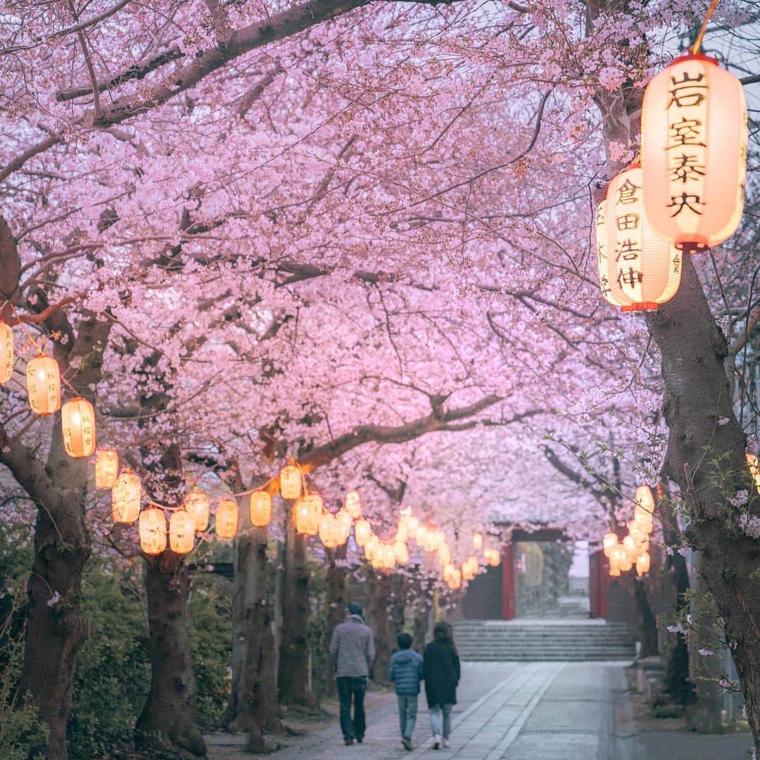 横浜市さんのインスタグラム写真 - (横浜市Instagram)「The magic of spring here is hard to put into words 🌸 #myyokohama」4月13日 18時48分 - findyouryokohama_japan