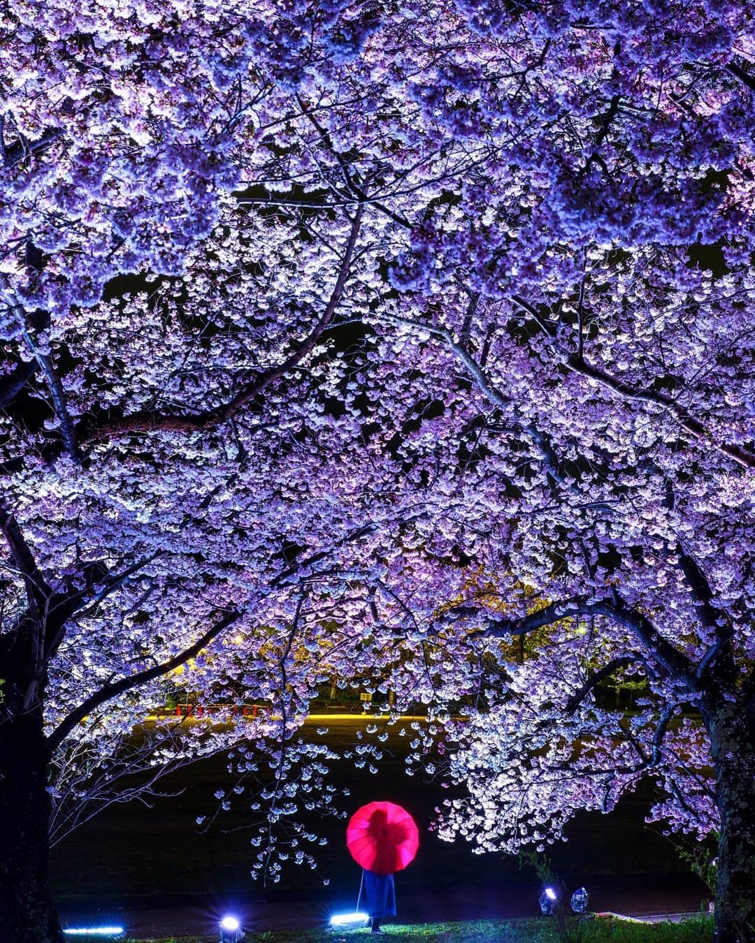 Takefumi Tezkaのインスタグラム：「✴︎明石公園 桜のライトアップ🌸 ✴︎ ✴︎ ✴︎ #igshotz#inspiring_shot #awesomeglobe #awesome_earthpix#worldprime #awesomeearth#whpnaturallight #wonderful_places#beautifuldestinations#東京カメラ部 #earthpix #earthfocus #hubs_united#hubsplanet #earth_shotz#awesome_photographers  #earthofficial #fantastic_earth#discoverearth#明石公園#桜#春#城#明石#ライトアップ#japan#sakura#PENTAX#兵庫県#日本」