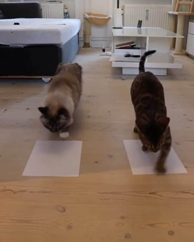 Aww Clubのインスタグラム