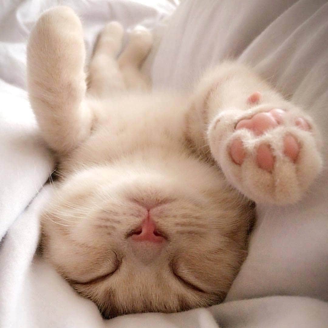 Cute Pets Dogs Catsさんのインスタグラム写真 - (Cute Pets Dogs CatsInstagram)「Sleepy times 💤 😽❤️ From unknown  #chat #neko #gato #gatto #meow #kawaii #nature #pet #animal #instacat #instapet #mycat #catlover #meow #kittycat #catinstagram #catsclub #cats_of_instagram #kitty #ilovemycat #caturday #catsofig #thedailykitten #bestmeow #excellent_cats」4月13日 18時58分 - dailycatclub
