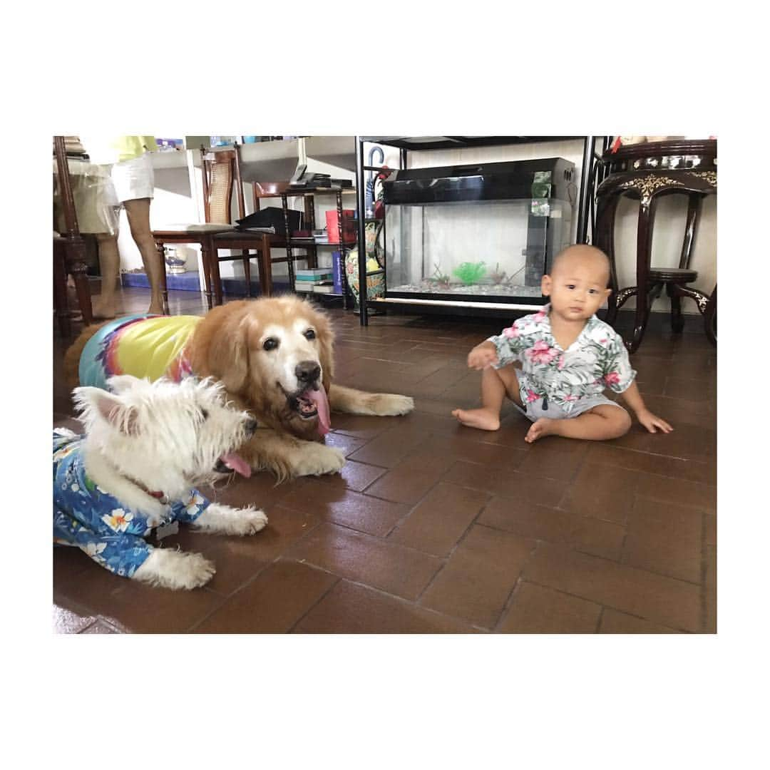 Hoykong&Plamuekさんのインスタグラム写真 - (Hoykong&PlamuekInstagram)「Meeting first time with my mom’s nephew 😊❤️ #hkpm #dogswithbaby」4月13日 19時03分 - hoykongplamuek