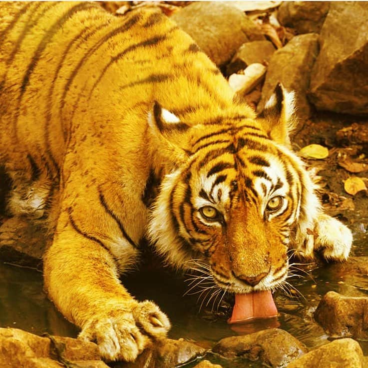 ベレン・サートさんのインスタグラム写真 - (ベレン・サートInstagram)「Tigress Machali, in turmeric 📷:Sandesh Kadur #spiritanimal」4月13日 19時05分 - berenn_saat