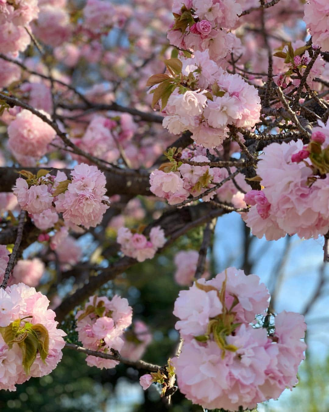 黒須洋壬さんのインスタグラム写真 - (黒須洋壬Instagram)「Last Sakura #sakura  #japan #tokyo」4月13日 19時11分 - xross