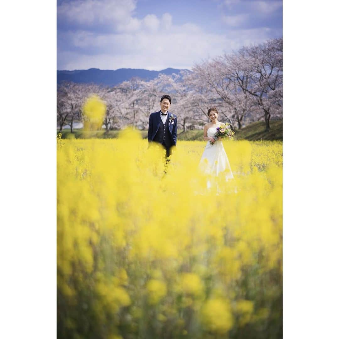 RECUERDO（レクエルド）のインスタグラム：「菜の花と桜が綺麗な場所 #レクエルド大阪  #前撮り #ウェディング #フォトウェディング  #ウェディングフォト #ig_wedding  #weddingphoto  #ウェディング写真 #ロケフォト  #instagood  #sakura  #instagramjapan  #インスタ映え  #プレ花嫁 #プレ花嫁さんと繋がりたい  #日本中のプレ花嫁さんと繋がりたい  #大人花嫁  #おしゃれ花嫁 #2019夏婚  #2019秋婚  #ウェディングフォトグラファー #weddingphotographer #weddingphotographers #桜  #instagramjapan #cherryblossom #菜の花」