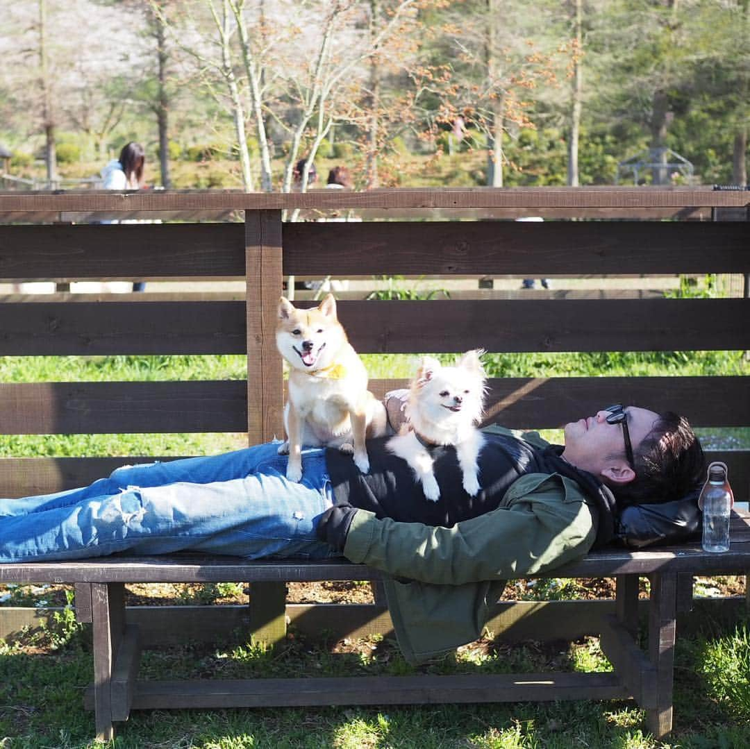 豆柴にこちゃんさんのインスタグラム写真 - (豆柴にこちゃんInstagram)「🐕🐕🐕 今日は、ノアソラちゃん @shiroma102  と #ワンダフルネイチャーヴィレッジ へ🚗 . Liveでも流しましたが、 ベンチでお昼寝中のパパの上に3匹を乗せたら、 いつもならなかなか並んで撮れない集合写真が、 キレイに並んで撮れた🤣 . 桜や花がキレイでおでかけ日和でした🌸 . 写真はまだまだたくさんあるので、 小出しにします📸 . #柴犬#豆柴#pecoいぬ部#犬#わんこ#犬#ここ柴部#shibainu#dog#mameshiba#pecotv#dog#いぬのきもち部#しばいぬ#しばけん#こいぬ#シバイヌ#いぬ#イヌ#赤柴#マメシバ#ペット#日本犬#子犬#puppy#doggo#pet」4月13日 19時33分 - nikochan.mame48