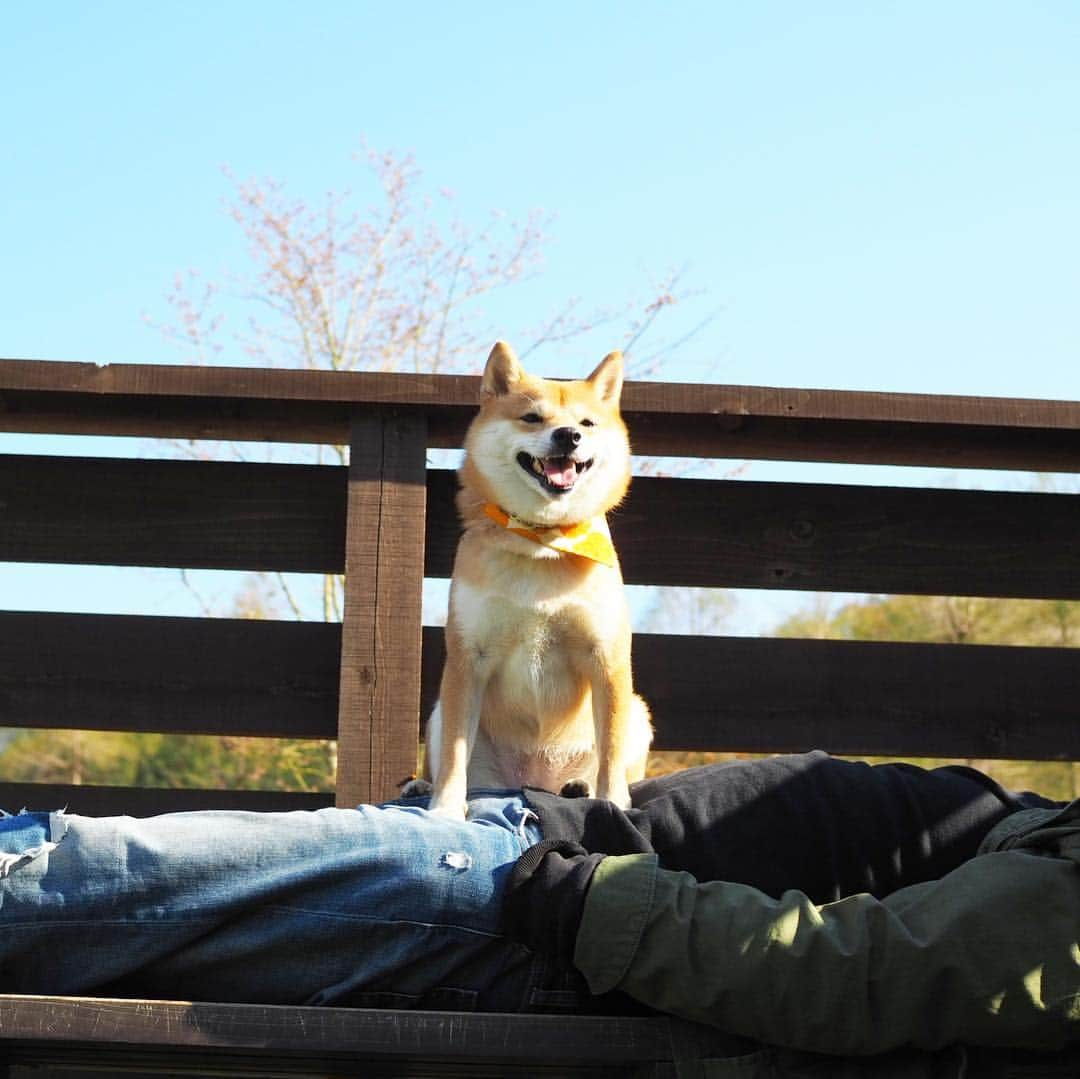 豆柴にこちゃんさんのインスタグラム写真 - (豆柴にこちゃんInstagram)「🐕🐕🐕 今日は、ノアソラちゃん @shiroma102  と #ワンダフルネイチャーヴィレッジ へ🚗 . Liveでも流しましたが、 ベンチでお昼寝中のパパの上に3匹を乗せたら、 いつもならなかなか並んで撮れない集合写真が、 キレイに並んで撮れた🤣 . 桜や花がキレイでおでかけ日和でした🌸 . 写真はまだまだたくさんあるので、 小出しにします📸 . #柴犬#豆柴#pecoいぬ部#犬#わんこ#犬#ここ柴部#shibainu#dog#mameshiba#pecotv#dog#いぬのきもち部#しばいぬ#しばけん#こいぬ#シバイヌ#いぬ#イヌ#赤柴#マメシバ#ペット#日本犬#子犬#puppy#doggo#pet」4月13日 19時33分 - nikochan.mame48