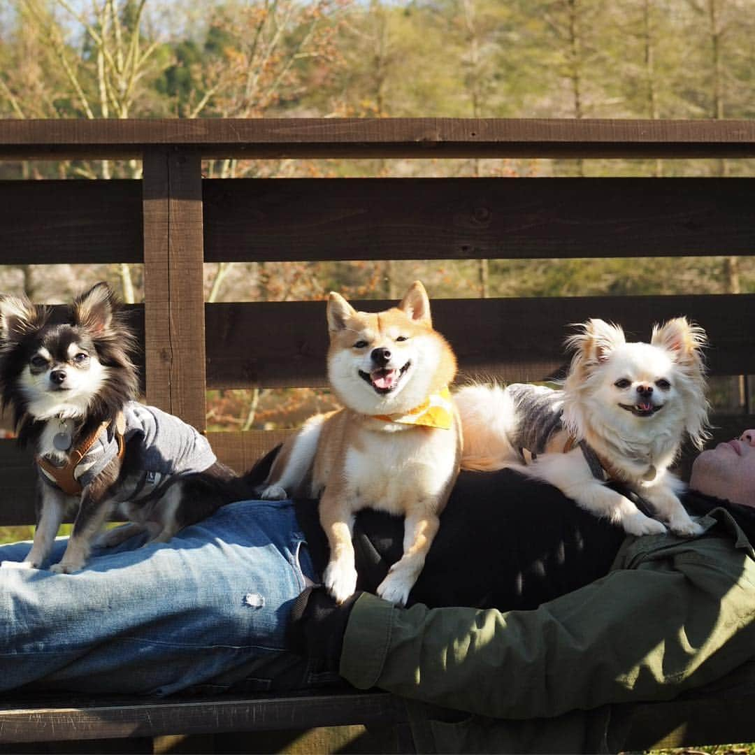 豆柴にこちゃんさんのインスタグラム写真 - (豆柴にこちゃんInstagram)「🐕🐕🐕 今日は、ノアソラちゃん @shiroma102  と #ワンダフルネイチャーヴィレッジ へ🚗 . Liveでも流しましたが、 ベンチでお昼寝中のパパの上に3匹を乗せたら、 いつもならなかなか並んで撮れない集合写真が、 キレイに並んで撮れた🤣 . 桜や花がキレイでおでかけ日和でした🌸 . 写真はまだまだたくさんあるので、 小出しにします📸 . #柴犬#豆柴#pecoいぬ部#犬#わんこ#犬#ここ柴部#shibainu#dog#mameshiba#pecotv#dog#いぬのきもち部#しばいぬ#しばけん#こいぬ#シバイヌ#いぬ#イヌ#赤柴#マメシバ#ペット#日本犬#子犬#puppy#doggo#pet」4月13日 19時33分 - nikochan.mame48