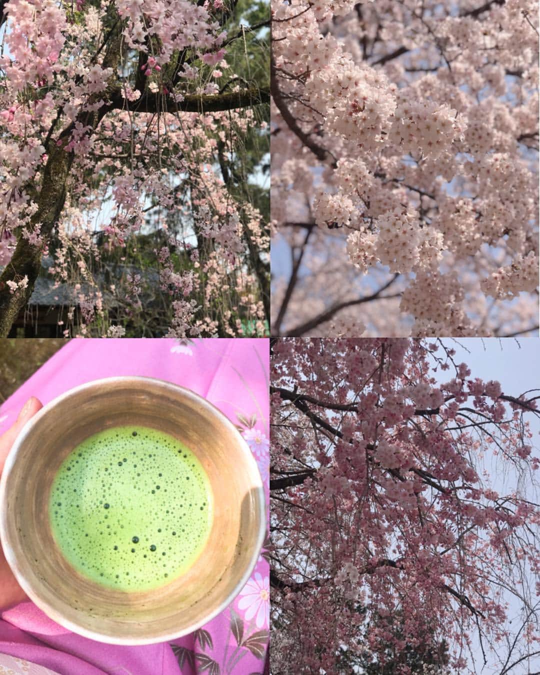 奈々子のインスタグラム：「満開の桜の下ママとお茶会へ☆ 茶室の前には可愛い枝垂れ桜もお出迎え（≧∇≦）清浄明潔、青もみじも見れました(*^_^*)♪ 来月からはサロンで夏の和装とお抹茶のレッスンしまーす(^-^)/ . . #清明 #桜 #桜満開 #しだれ桜 #青もみじ #春満喫 #名古屋 #ポートレート #macha #kimono #cherryblossom #nagoya #japan #spring#portrait」