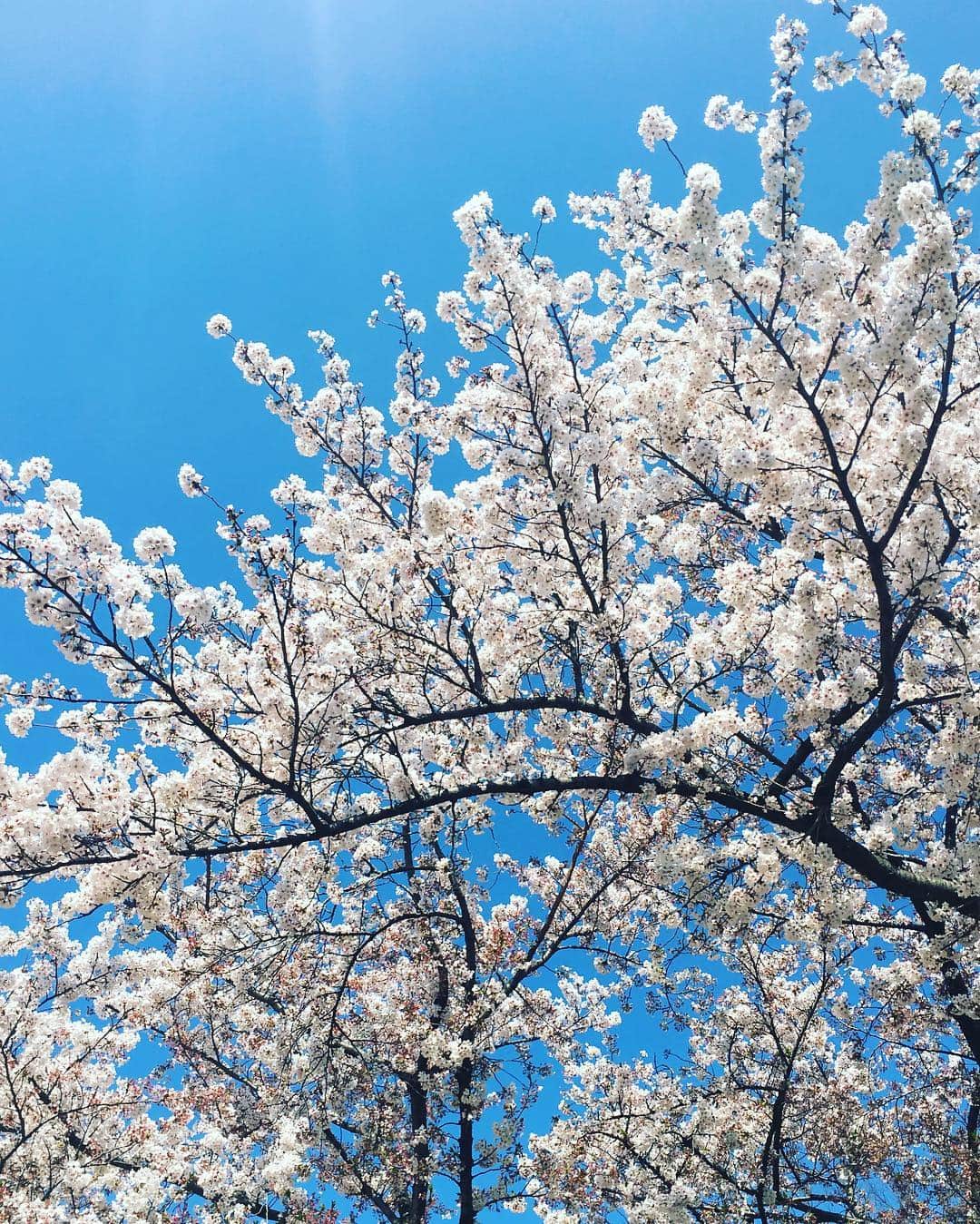 SHUUBIさんのインスタグラム写真 - (SHUUBIInstagram)「最近スイートチリソースにハマりまくってます😵😝💕 コロナが美味しい気温になってきました。 てか、チリソースにはシンハーですかね？笑。 東京は春らしいお天気でした☺️🌸☺️ 桜もまだまだ見頃です♪ #shuubi #スイートチリソース #ハマってます #コロナビール #ビール #飲みたい」4月13日 19時49分 - shuubihidemi