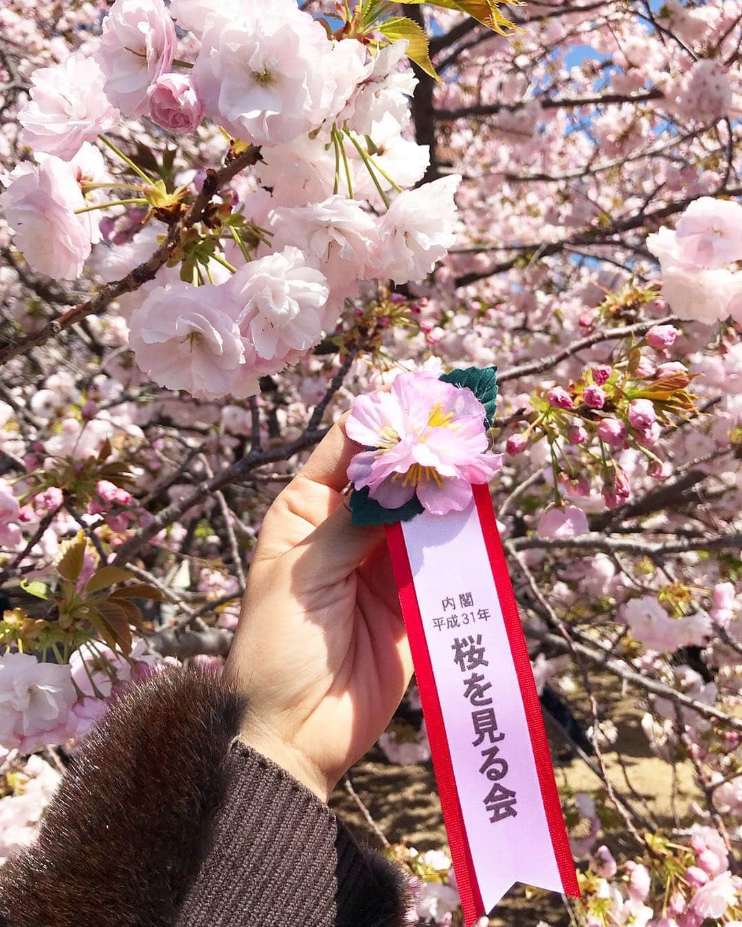 一木エリカのインスタグラム：「2019年 安倍総理の桜を見る会🌸  今年も招待していただきました。ありがとうございます🌸 こんなに近くで見れて嬉しい😊  今年は桜が満開のところもあり、とても綺麗でした🌸  #安倍総理 #桜を見る会 #abeprimeminister #japan #tokyo #shinjukugyoen #新宿御苑 #桜 #満開 #sakura #sakurawomirukai」