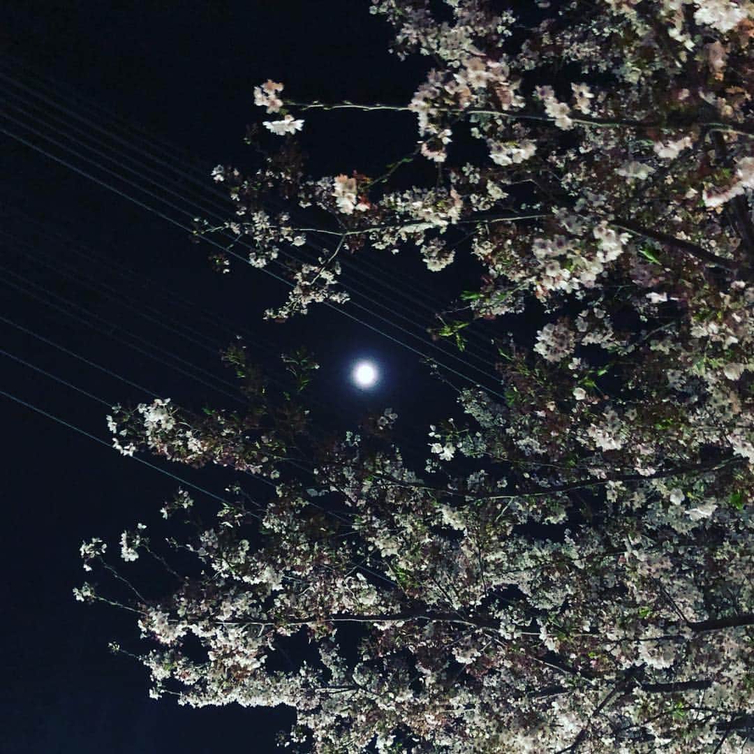 高野進さんのインスタグラム写真 - (高野進Instagram)「花の季節、夜の散歩道。 明日は4大学対校戦。」4月13日 20時03分 - susumu.takano.21