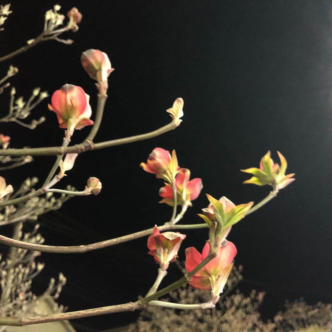 高野進さんのインスタグラム写真 - (高野進Instagram)「花の季節、夜の散歩道。 明日は4大学対校戦。」4月13日 20時03分 - susumu.takano.21