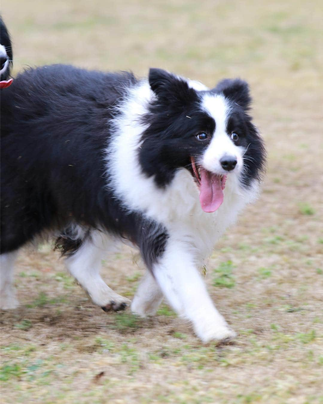 犬バカ部宣伝部長さんのインスタグラム写真 - (犬バカ部宣伝部長Instagram)「遊びに遊んですっごい楽しそうな顔してる🐼💕﻿ ﻿ いつ何時でも最大限楽しむ、そらちゃん見習わないと🥺💕﻿ ﻿ そう！出張の仕事も楽しんでしないとね🤪﻿ ﻿ #犬バカ部﻿ #ボーダーコリー ﻿ #bordercollie」4月13日 19時58分 - umetaturou