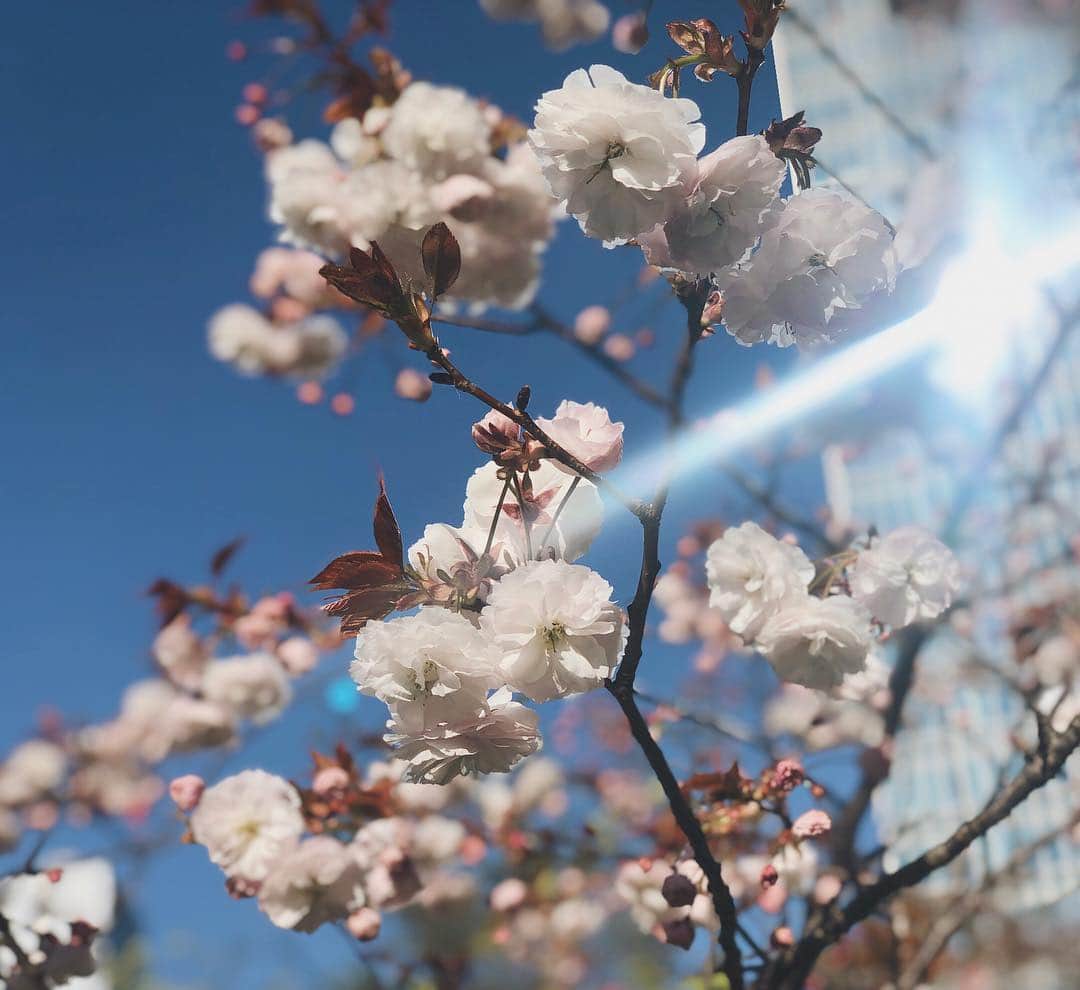 酒匂彩名さんのインスタグラム写真 - (酒匂彩名Instagram)「: ソメヨシノは葉桜になってしまったけど、八重桜が見頃☺️🌸 最近胎動が凄すぎてちょっと痛苦しい…笑 : #八重桜 #青空と桜 #春 #桜 #sakura #swag #インスタページが桜ばっかりのフィードに #今日は身体がだるだる #春は眠い #いや妊婦は眠い #旅行行きたい」4月13日 20時00分 - ayanasakoh