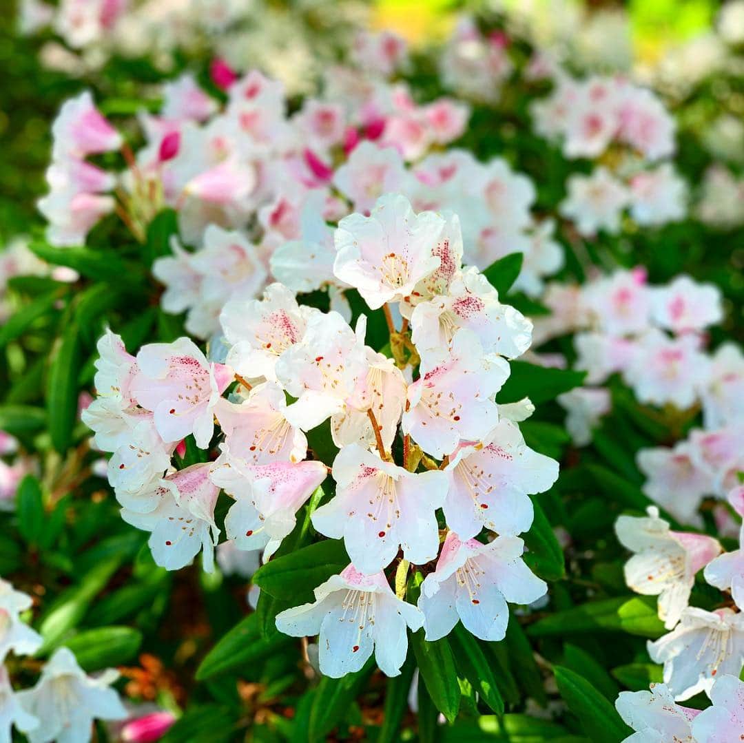 皇居ランナビのインスタグラム：「🍀皇居東御苑 花便り🍀  桜の次は何の花？  今日の東御苑で見つけた花は アカボシシャクナゲ  わー！満開のツツジだー  と思って近づいたら、先に眺めていた年配のご夫婦から  ツツジじゃないよ、シャクナゲだよ😊  と優しく教えてもらいました。  5月になったら、二の丸庭園のアヤメも見に行こうっと✨  #皇居ランナビ #皇居ラン #ミズノで皇居ラン #ミズノで女子ラン #ランニング女子 #ランニング #ハシリマスタグラム #ランナ#workout #instagood #run #jog #fitness #tokyo #imperialpalace #japan #走るひと #走る人 #followme #おもてなし #おもてなしランナー #running #runningday #jogging #marathontraining」
