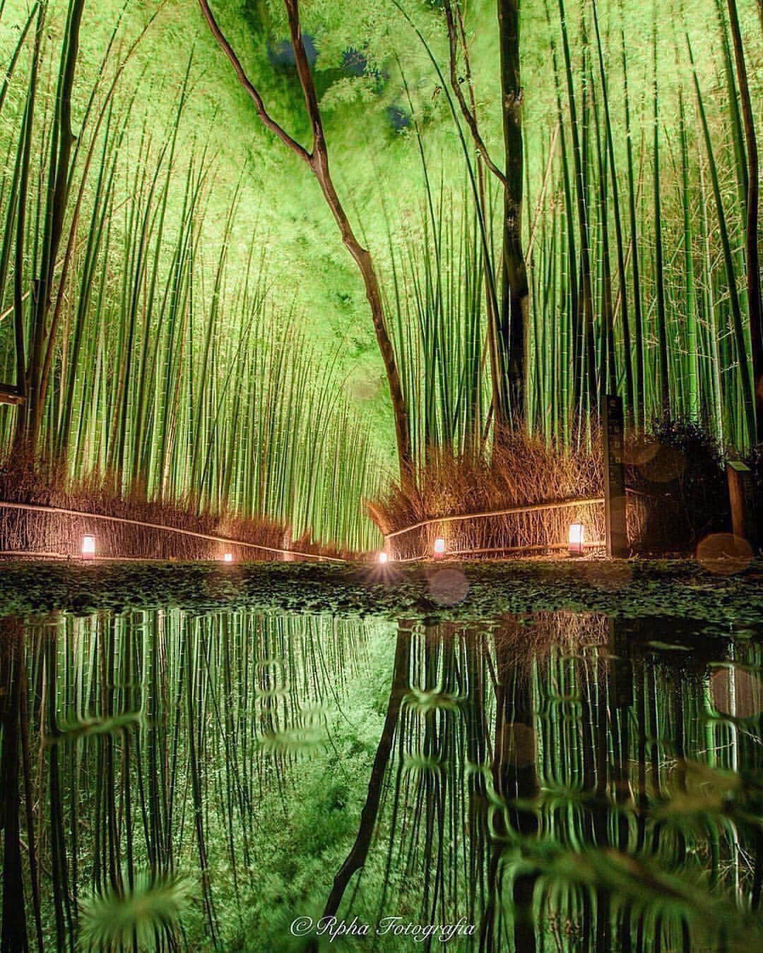 Canon Photographyさんのインスタグラム写真 - (Canon PhotographyInstagram)「Stunning scenes of a bamboo forest in Japan! INCREDIBLE!  Photography | @rphafoto  #japan #bamboo #bambooforest #kyoto #reflection #forest」4月13日 20時10分 - cpcollectives