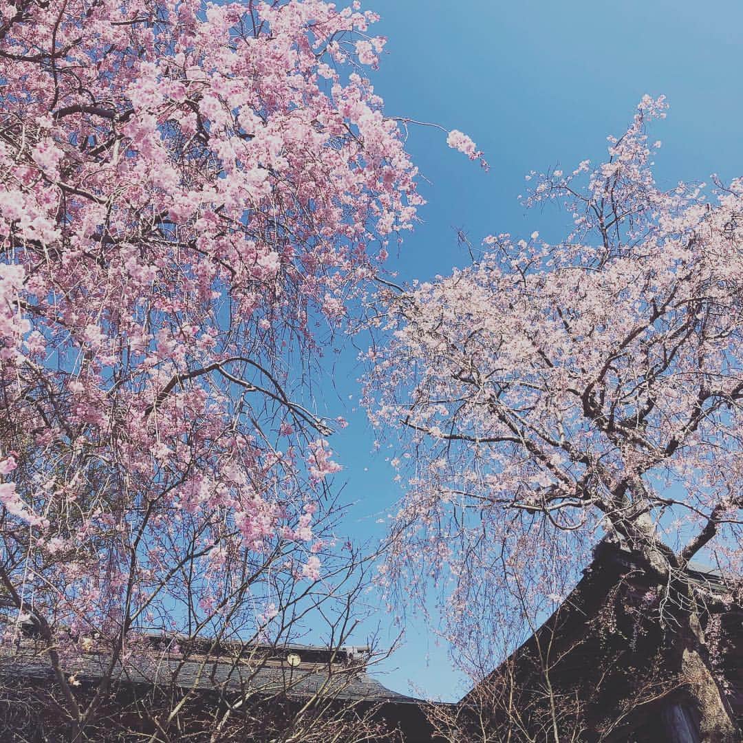 川本睦子さんのインスタグラム写真 - (川本睦子Instagram)「Singing in a beautiful temple in Yamanashi. How beautiful!!! 山梨県の臨済宗青苔寺で佐藤浩一くんとの演奏、何もかもが夢のようでした…。 見事な枝垂れ桜！！！つかの間の小旅行。 精進料理も堪能。 最高でした！ さてすぐに広島に戻り、明日は大竹市での演奏です。 演歌うたうの！(笑) #幅よ」4月13日 20時11分 - muzco