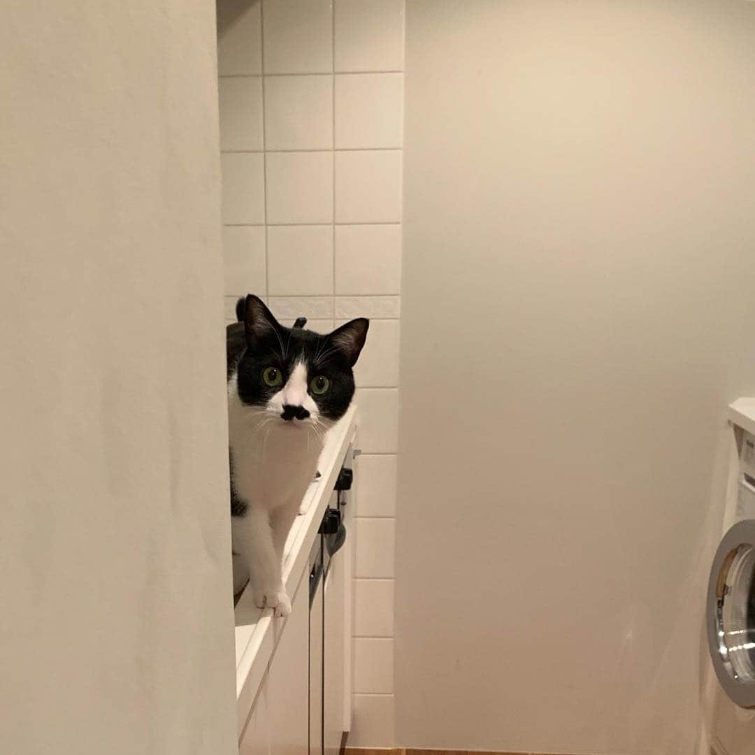 猫ラボさんのインスタグラム写真 - (猫ラボInstagram)「キッチンシンクに登ってるのを見つかってあせる蘭丸」4月13日 20時12分 - nekolabo