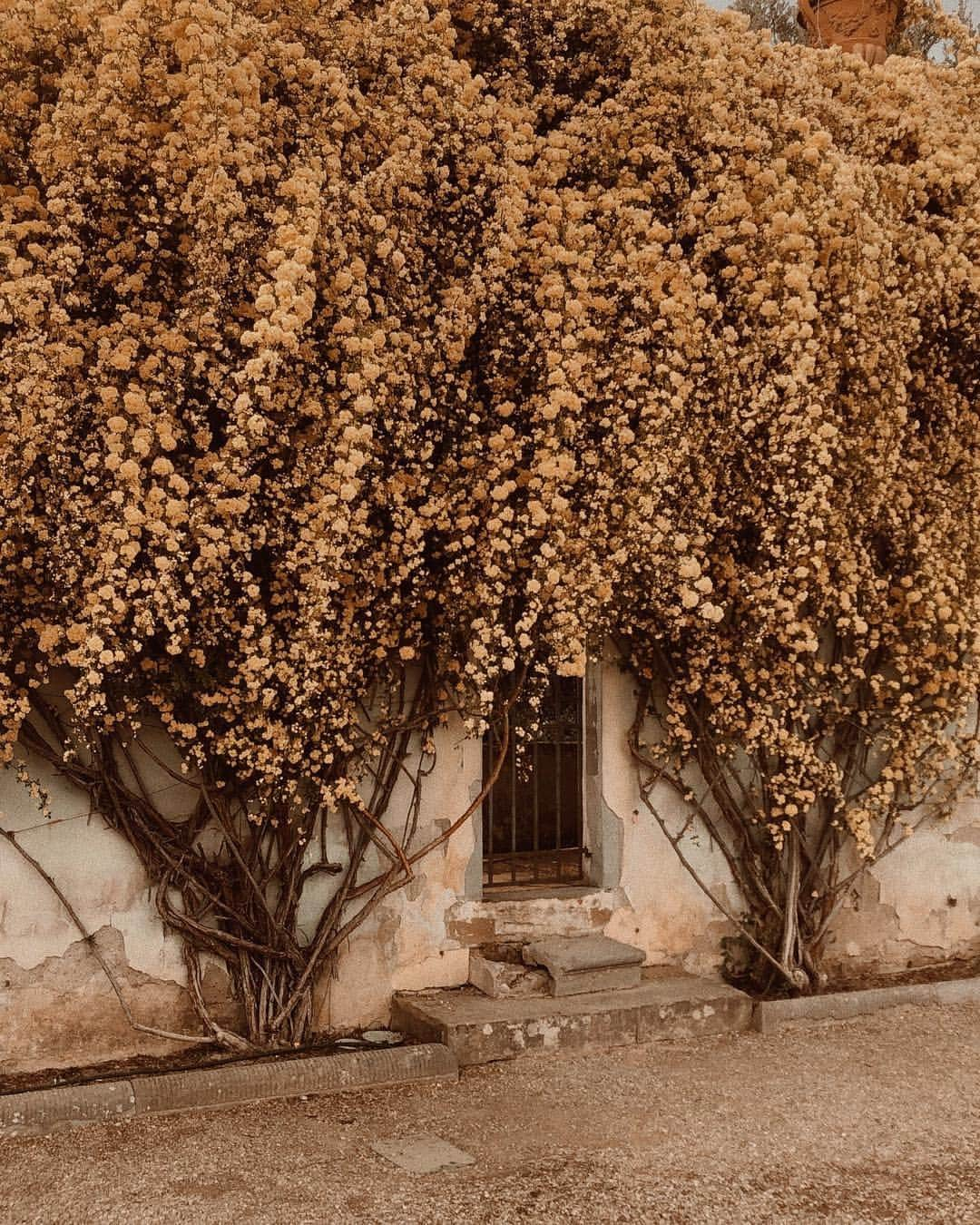 コートニー・ハルヴァーソンさんのインスタグラム写真 - (コートニー・ハルヴァーソンInstagram)「Florence is in bloom. 🌼」4月13日 20時04分 - prettylittlefawn