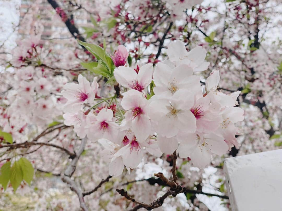 黒木千晶さんのインスタグラム写真 - (黒木千晶Instagram)「この週末で桜も見納めかな？☺︎ 桜の写真ってどうしたら綺麗に撮れるんでしょう🤔  #また来年 #のんびりしたお休み #ゴロゴロする幸せ☺️」4月13日 20時07分 - kuroki.ytv