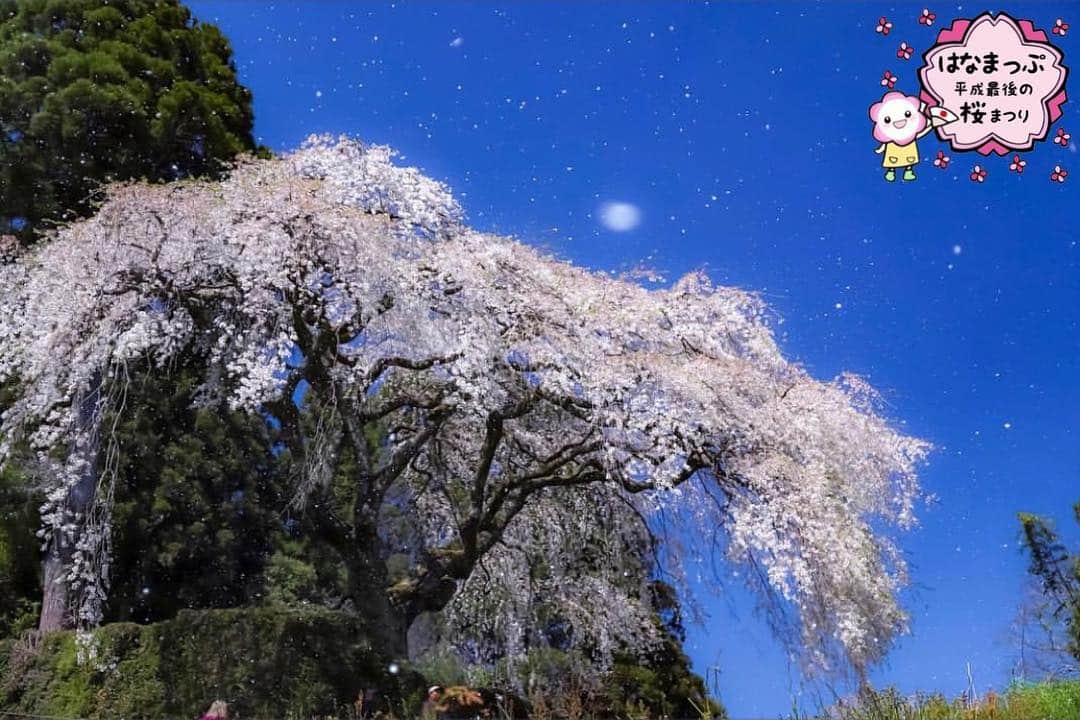 はなまっぷ❁日本の花風景さんのインスタグラム写真 - (はなまっぷ❁日本の花風景Instagram)「🍃🌸はなまっぷ平成最後の桜まつり🌸🍃 * @rai.dais さんの 平成の桜に花まるを💮 * 平成を彩る日本の美しい桜をありがとうございます😊🌸🍃 * 高知  #中越家のしだれ桜 Niyodogawa, Kochi Pref. * 見頃を過ぎている場所もご紹介しています。 お出かけの際はHP等で最新の情報をご確認くださいね🙏🌸🍃 * 🌸•••🍃•••🌸•••🍃•••🌸•••🍃•••🌸 * 🌸桜まつり概要🌸 * 期間:平成最後の日まで タグ:#はなまっぷ * #はなまっぷ  のタグの中から、桜のお写真をどんどんご紹介させていただきます。期間中はランダムに、複数枚投稿でもご紹介させていただく場合がございます。 * #桜#sakura#花見#さくら#日本#春#花#平成最後の#満開#枝垂れ桜#しだれ桜 * 🌸•••🍃•••🌸•••🍃•••🌸•••🍃•••🌸 * はなまっぷより * 💌LINEスタンプ「はなまっぷちゃん」絶賛発売中！みなさんのLINEにも花まるを💮 💌はなまっぷ本、Amazonや全国の書店さんで満開です！ぜひお手にとっていただけると嬉しいです🌸 * LINEスタンプ、はなまっぷ本は、プロフ欄記載のTwitterアカウントよりご確認ください。 * 🌸•••🍃•••🌸•••🍃•••🌸•••🍃•••🌸 *」4月13日 20時13分 - hanamap