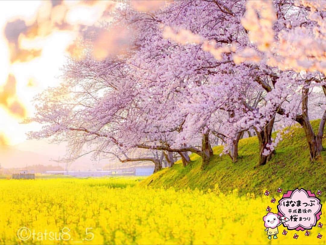 はなまっぷ❁日本の花風景さんのインスタグラム写真 - (はなまっぷ❁日本の花風景Instagram)「🍃🌸はなまっぷ平成最後の桜まつり🌸🍃 * @tatsu8._.5 さんの 平成の桜に花まるを💮 * 平成を彩る日本の美しい桜をありがとうございます😊🌸🍃 * 奈良  #藤原宮跡 Kashihara, Nara Pref. * 見頃を過ぎている場所もご紹介しています。 お出かけの際はHP等で最新の情報をご確認くださいね🙏🌸🍃 * 🌸•••🍃•••🌸•••🍃•••🌸•••🍃•••🌸 * 🌸桜まつり概要🌸 * 期間:平成最後の日まで タグ:#はなまっぷ * #はなまっぷ  のタグの中から、桜のお写真をどんどんご紹介させていただきます。期間中はランダムに、複数枚投稿でもご紹介させていただく場合がございます。 * #桜#sakura#花見#さくら#日本#春#花#平成最後の#満開 * 🌸•••🍃•••🌸•••🍃•••🌸•••🍃•••🌸 * はなまっぷより * 💌LINEスタンプ「はなまっぷちゃん」絶賛発売中！みなさんのLINEにも花まるを💮 💌はなまっぷ本、Amazonや全国の書店さんで満開です！ぜひお手にとっていただけると嬉しいです🌸 * LINEスタンプ、はなまっぷ本は、プロフ欄記載のTwitterアカウントよりご確認ください。 * 🌸•••🍃•••🌸•••🍃•••🌸•••🍃•••🌸 *」4月13日 20時16分 - hanamap