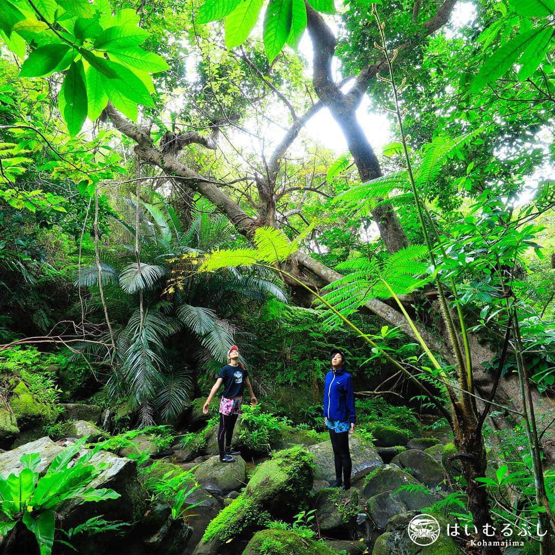 HAIMURUBUSHI はいむるぶしさんのインスタグラム写真 - (HAIMURUBUSHI はいむるぶしInstagram)「亜熱帯の原生林に覆われた秘境「西表島」。若夏の到来により新緑が芽吹き、生命の躍動感に満ち溢れています。#沖縄 #八重山諸島 #西表島 #ジャングル #トレッキング #滝 #川 #リゾート #ホテル #はいむるぶし #japan #okinawa #iriomoteisland #jungle #river #waterfall #trekking #beachresort #haimurubushi @minefuyu_yamashita」4月14日 1時52分 - haimurubushi_resorts