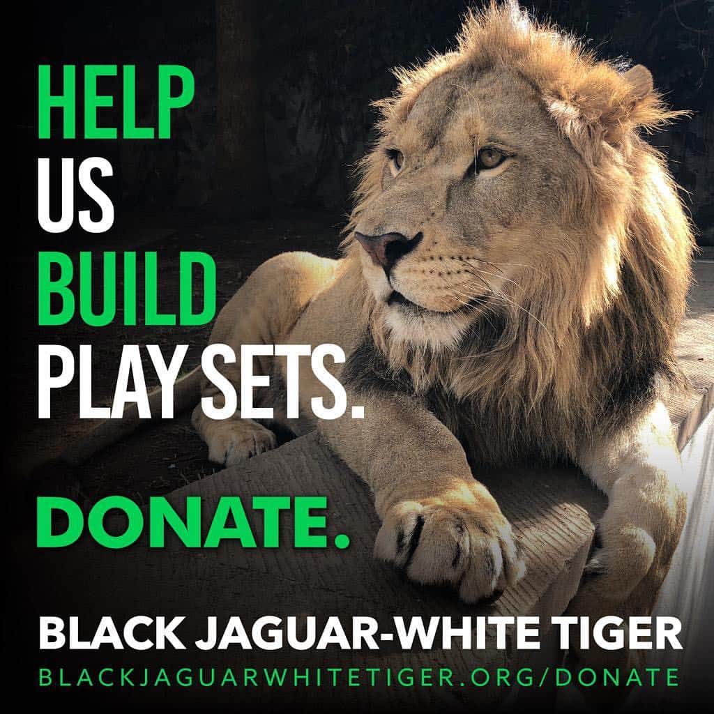 Black Jaguar-White Tiger さんのインスタグラム写真 - (Black Jaguar-White Tiger Instagram)「Your help is highly appreciated... Tu ayuda es súper apreciada...」4月14日 1時48分 - blackjaguarwhitetiger
