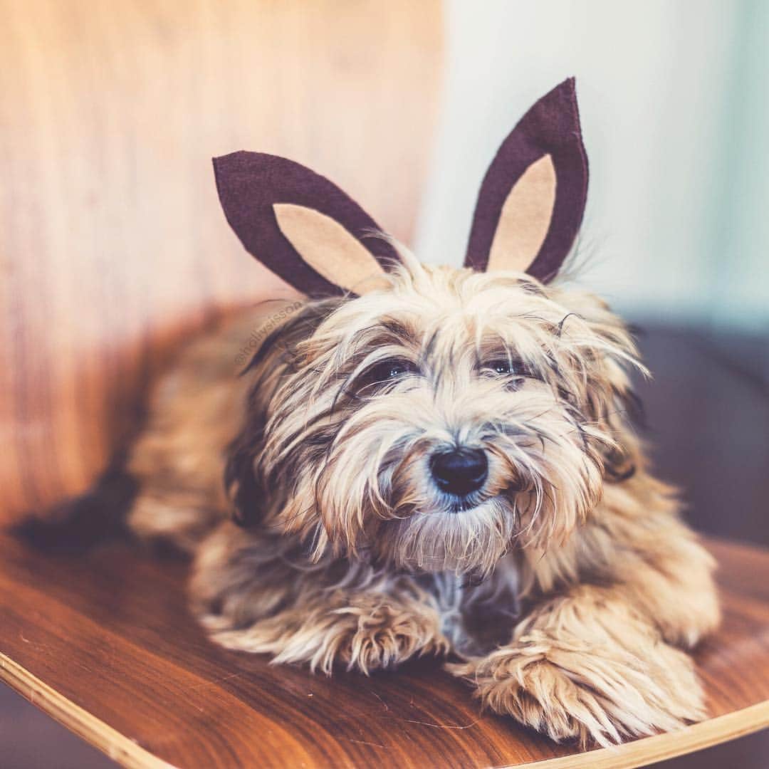 Holly Sissonのインスタグラム：「Who’s ready for a goofy, hairy Easter Bunny? 🐰🐶🤣 #Havanesedog #toronto #easterbunny #whpvibes ~ See more of Oliver, and Alice & Finnegan, on their pet account @pitterpatterfurryfeet ~ Canon 1D X MkII + 50 f1.4 @ f2 (See my bio for full camera equipping ment information plus info on how I process my images. 😊) ~ #pickmotion」