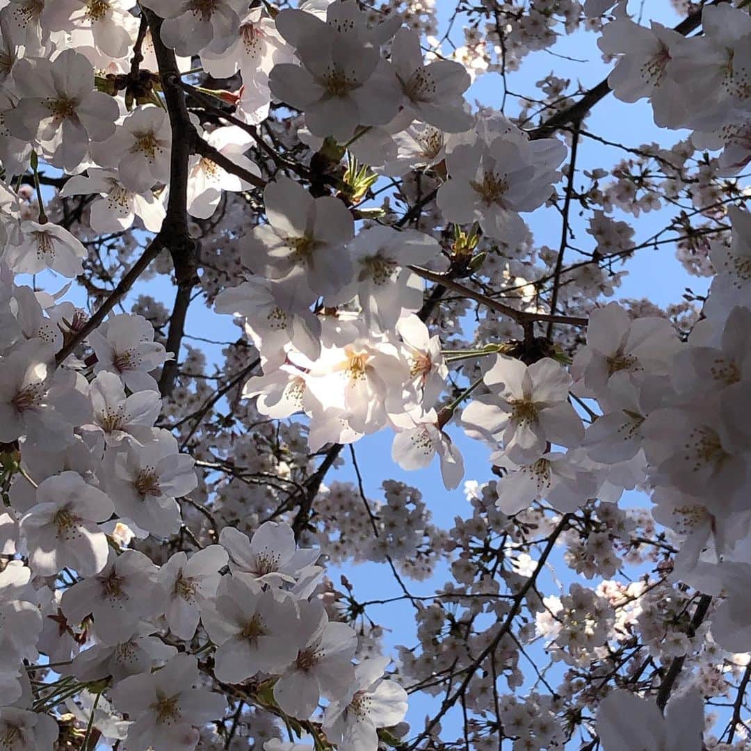 中山裕子さんのインスタグラム写真 - (中山裕子Instagram)「☆ あわわっ 東京の桜はほぼ散って 気づいたら福井で桜が見ごろを迎えてますね🌸 皆さんのInstagramに福井の桜の美しい景色満載で私もビョーンと見に行きたいです😂 遅ればせながら東京で見た桜を 福井に負けじとアップ🤣💓 目黒川や善福寺川、近所の公園など、今年はいっぱいお花見出来ました👀✨ 色々な事情がある人もいると思いますが、 今年は桜を長く楽しめた方も多くいらっしゃるでしょう👍 堪能すればするほど 私はすでに来年の春が待ち遠しいです😅 まだまだこれから見頃の地域の方々のお便りを楽しみにしてまーす🙌💕」4月13日 20時36分 - yuko_nakayama_official