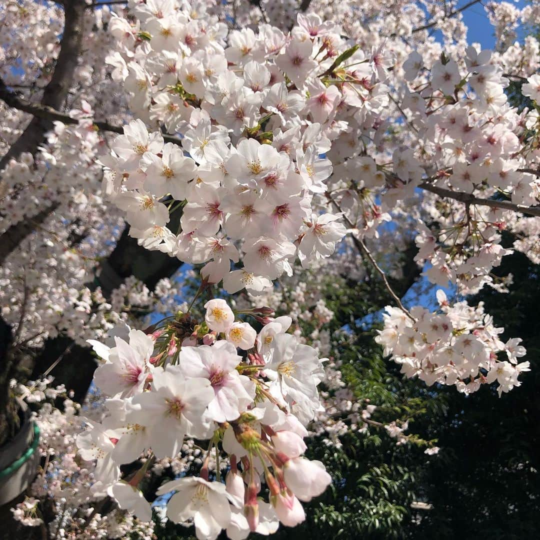 中山裕子さんのインスタグラム写真 - (中山裕子Instagram)「☆ あわわっ 東京の桜はほぼ散って 気づいたら福井で桜が見ごろを迎えてますね🌸 皆さんのInstagramに福井の桜の美しい景色満載で私もビョーンと見に行きたいです😂 遅ればせながら東京で見た桜を 福井に負けじとアップ🤣💓 目黒川や善福寺川、近所の公園など、今年はいっぱいお花見出来ました👀✨ 色々な事情がある人もいると思いますが、 今年は桜を長く楽しめた方も多くいらっしゃるでしょう👍 堪能すればするほど 私はすでに来年の春が待ち遠しいです😅 まだまだこれから見頃の地域の方々のお便りを楽しみにしてまーす🙌💕」4月13日 20時36分 - yuko_nakayama_official
