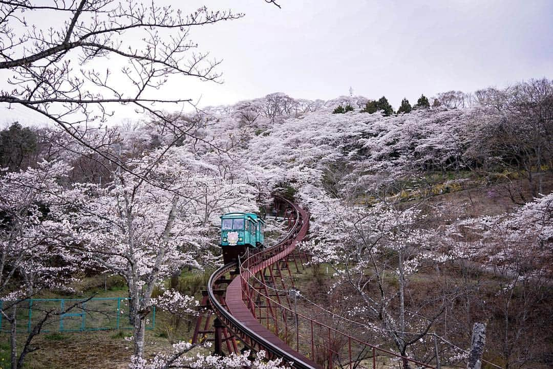 Supassaraさんのインスタグラム写真 - (SupassaraInstagram)「🚃💚🌸💘 #เซนไดxโตเกียวอย่าทำให้เสียวแล้วเลี้ยวหลบได้หม๊าย」4月13日 20時59分 - supassra_sp