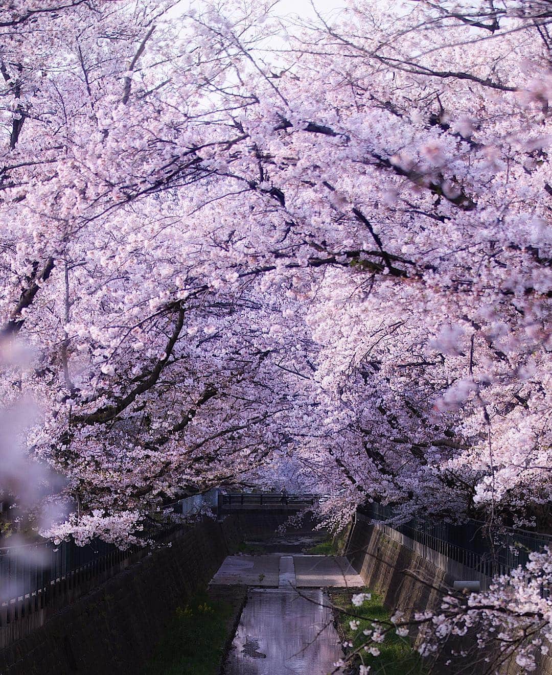 増田由希子さんのインスタグラム写真 - (増田由希子Instagram)「Cherry blossoms🌸 #fromlastsunday #sakura #cherryblossom #japan #桜 #桜の思い出 #見知らぬ人 #astranger」4月13日 20時59分 - nonihana_