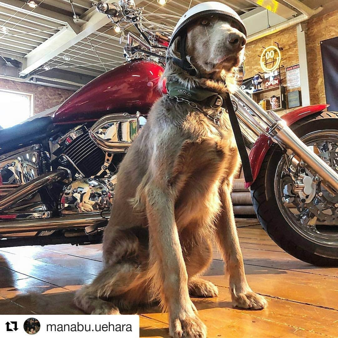 Caluluさんのインスタグラム写真 - (CaluluInstagram)「#Repost @manabu.uehara (@get_repost) . お客様のpicです #ワイマラナー さすが大型犬にも似合いますね😁👌 バイクとの相性もバッチリです . #ペックロ #avirex #アヴィレックス #アビレックス #犬服 #お揃いコーデ #ボーダーコリー #ボストンテリア #パグ #トイプードル #チワワ #マルチーズ #ヨークシャテリア #テリア #キャバリア #ビーグル #ダックスフンド #ポメラニアン #シーズー #フレンチブルドック #柴犬 #ミックス犬 #シュナウザー #パピオン #ピンシャー #パグ」4月13日 21時00分 - calulu_dogwear