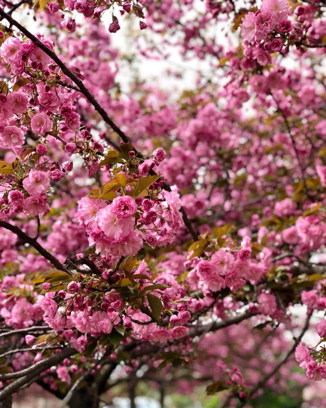 モーガン・プレッセルさんのインスタグラム写真 - (モーガン・プレッセルInstagram)「Simply cannot get enough of these beautiful 🌸! I missed their peak bloom, but still so happy to get to experience beautiful spring in DC!」4月13日 21時05分 - mpressel