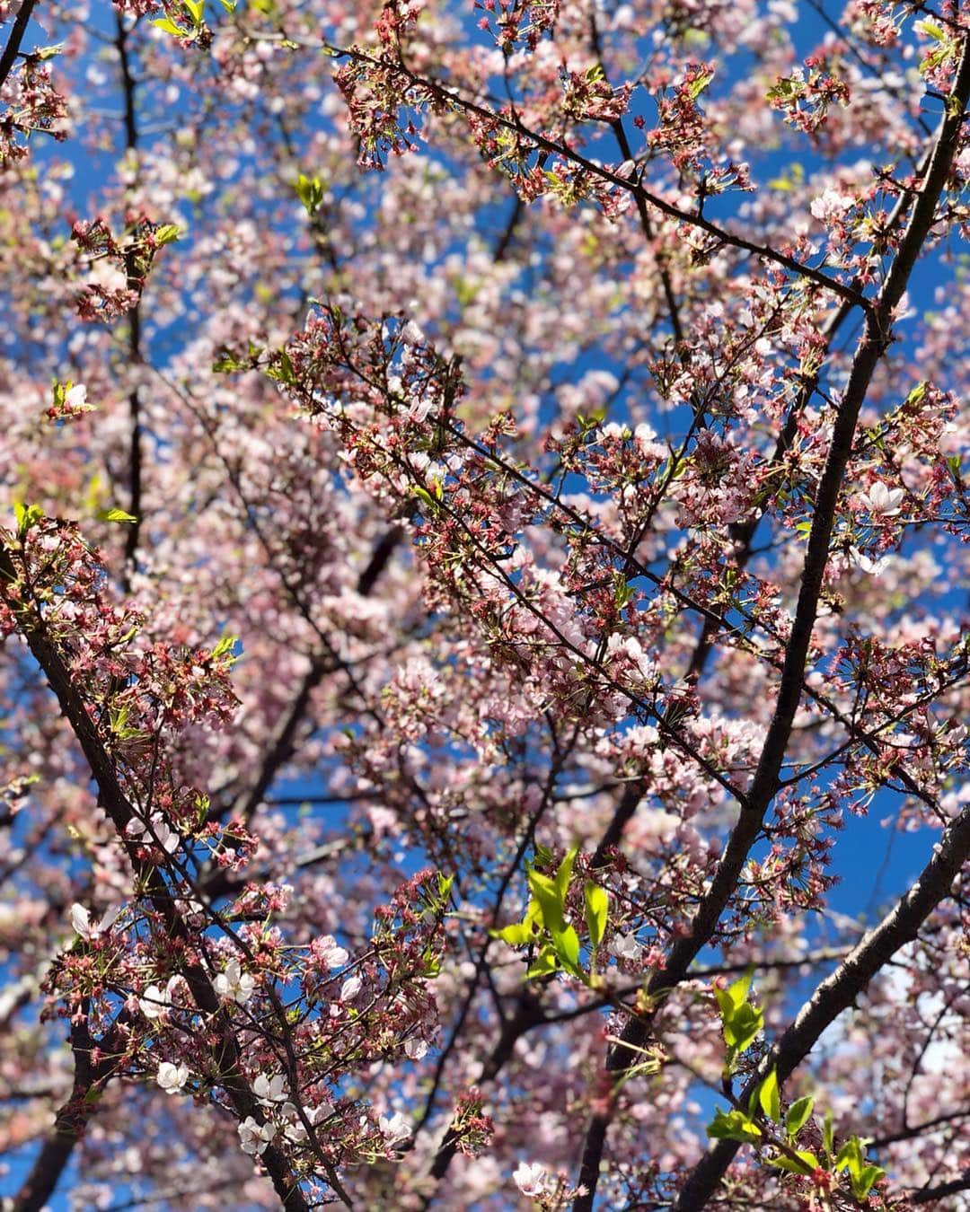 モーガン・プレッセルさんのインスタグラム写真 - (モーガン・プレッセルInstagram)「Simply cannot get enough of these beautiful 🌸! I missed their peak bloom, but still so happy to get to experience beautiful spring in DC!」4月13日 21時05分 - mpressel