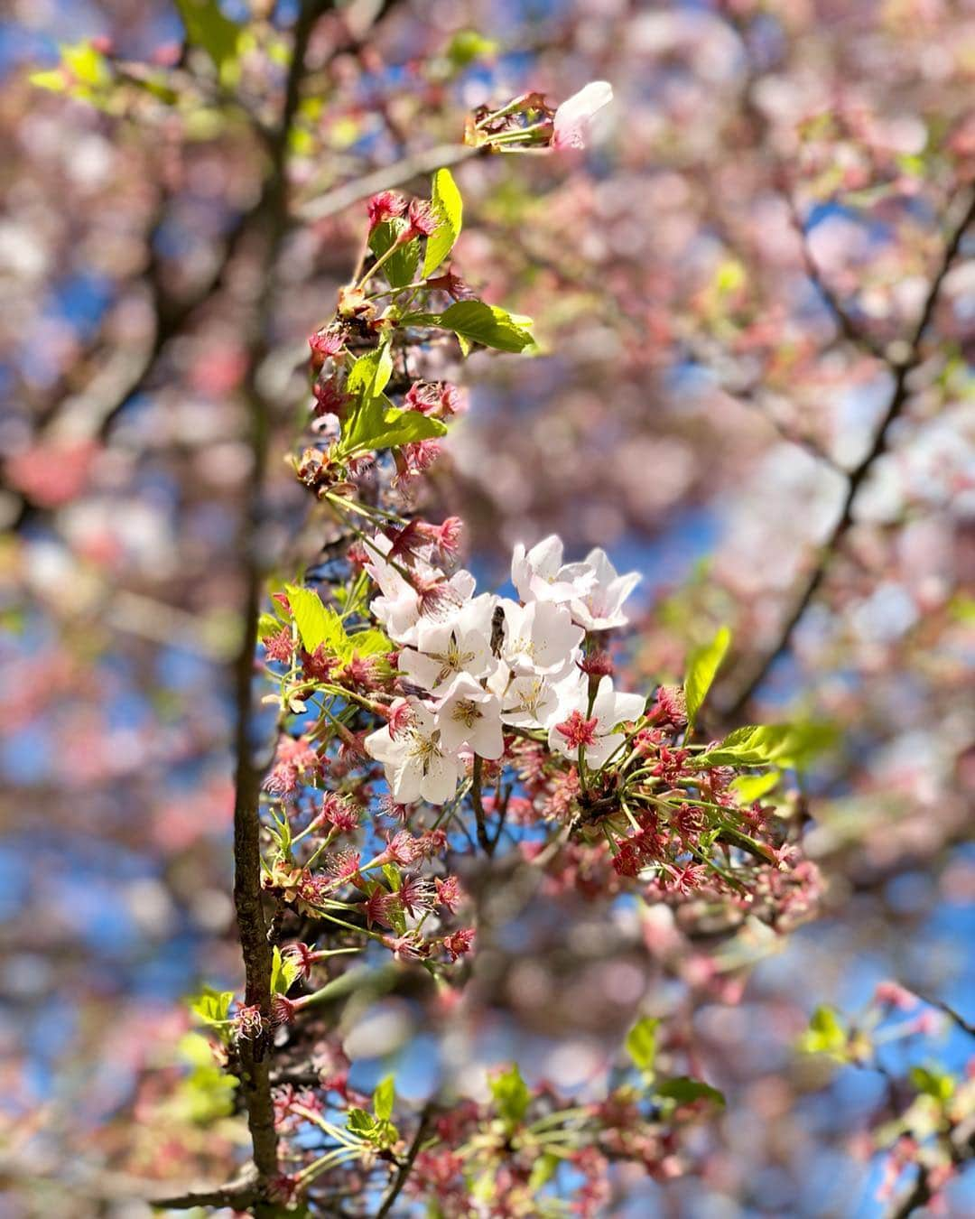 モーガン・プレッセルさんのインスタグラム写真 - (モーガン・プレッセルInstagram)「Simply cannot get enough of these beautiful 🌸! I missed their peak bloom, but still so happy to get to experience beautiful spring in DC!」4月13日 21時05分 - mpressel