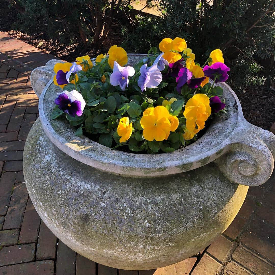 スーザン・ルッチさんのインスタグラム写真 - (スーザン・ルッチInstagram)「Beautiful Powerful Pansies!!! Gorgeous burst of color/can stand up to April showers and roller-coaster temps!  Happy Saturday!!! #firstflowersplanted #feastforwinter-wearyeyes #makesmesmile」4月13日 21時07分 - therealsusanlucci