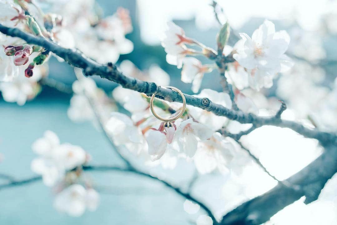 haraoのインスタグラム：「Marc Mirrenのリングを持ってお花見。 風が強かったのでリングが川に落ちないかヒヤヒヤでした💍 . 詳細は→@marcmirren 15%off coupon【harao15】 . #marcmirren #ring . . #sonya7riii #sonyalpha7」