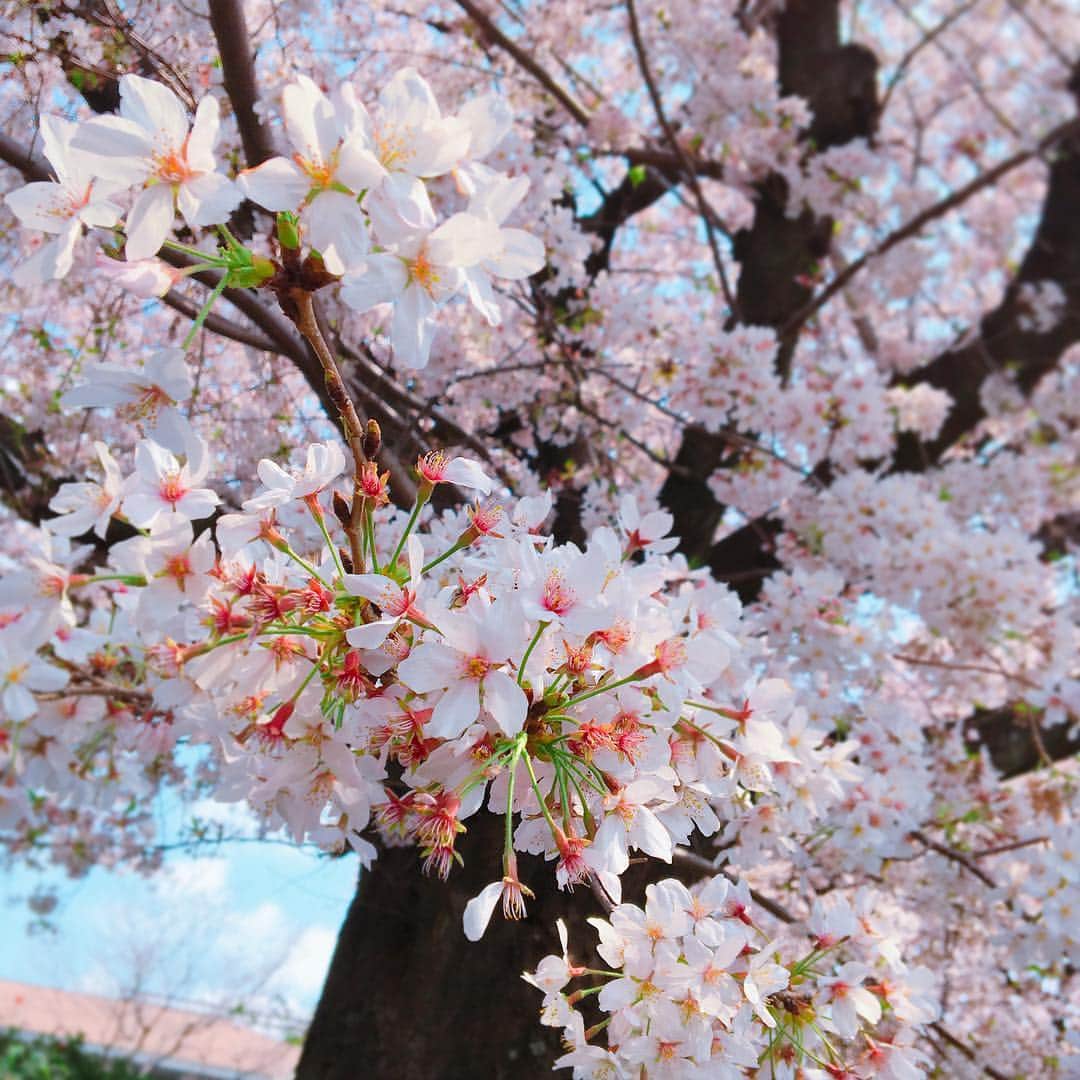 清都ありさのインスタグラム：「散ってなくなってしまう前に🌸 今年もキレイだったなぁ☺️ #桜 #お花見 #春  #かと思えば急に寒かったり #そんな気まぐれなところも好きよ」