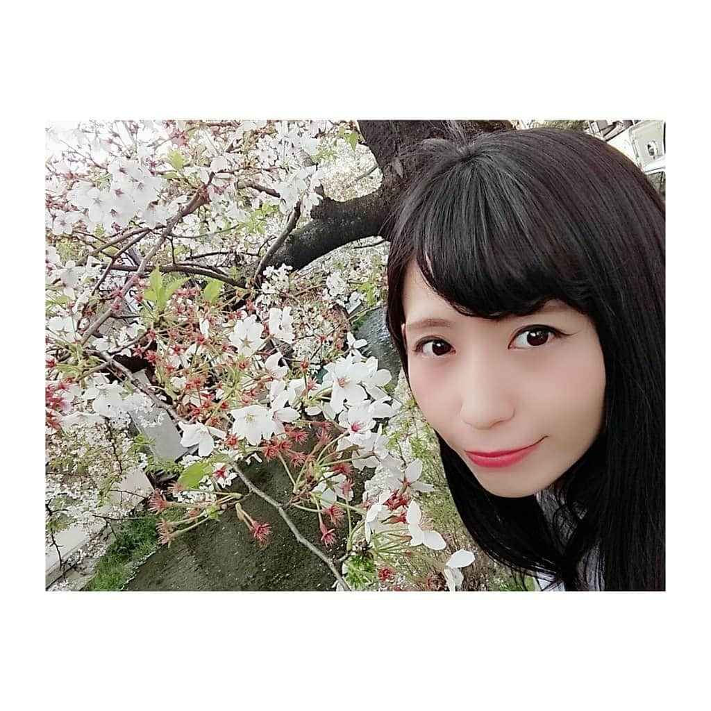 結月彩未さんのインスタグラム写真 - (結月彩未Instagram)「. 今日は買いに行かなくてはいけない ものがあったのでお出掛けしました＊  桜が今週がラストチャンスかな？ と思ったのでお母さんに写真を 撮ってもらったんだけど 上手くなくて「こう撮ってほしいの！」 といったものが撮れませんでした(笑)  なので加工でそれっぽく、、、笑  というか目瞑ってるか半開きの 写真ばっかりだった:-( . 目当てのものは買えたし それとは別で気になってたものも 買えたので満足です！ １つだけ欲しいの買えなかったけど↓  今日買えたやつはInstagramに載せます♭  #photo #portrait #model #cherryblossom #kyoto #ポートレート #桜 #お花見 #京都」4月13日 21時51分 - yun.yuzukiami