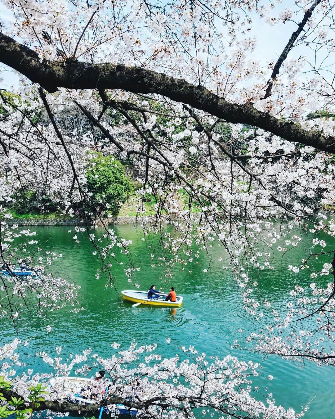 Naokoのインスタグラム：「so happy day..🌸」