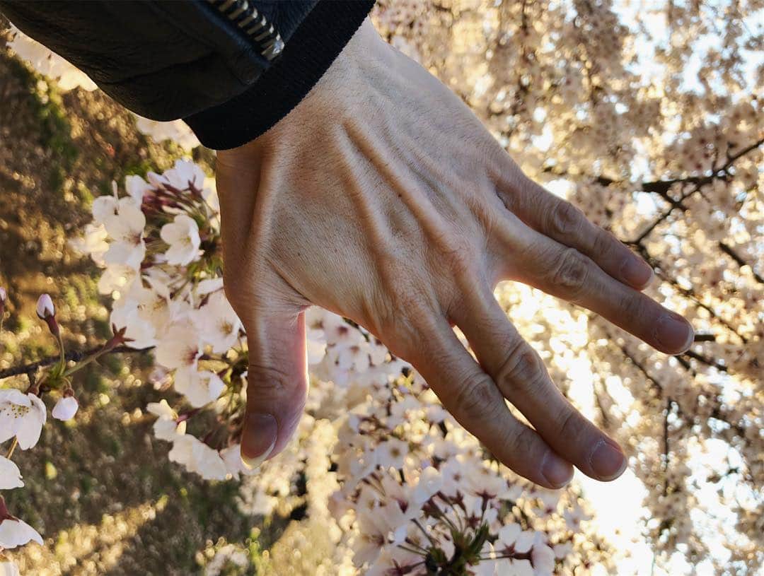 SUGIZOさんのインスタグラム写真 - (SUGIZOInstagram)「ありがとう🌸。 今年も美しかった。 いつもの憩いの公園で。」4月13日 21時59分 - sugizo_official
