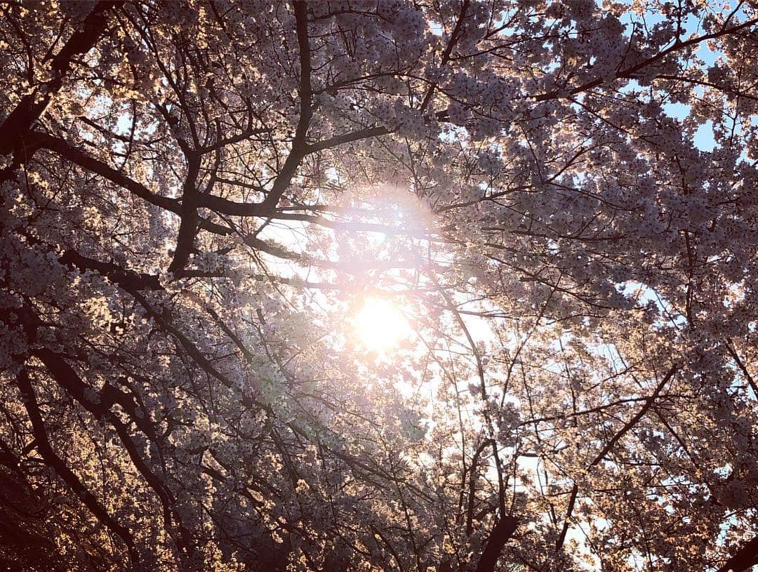 SUGIZOさんのインスタグラム写真 - (SUGIZOInstagram)「ありがとう🌸。 今年も美しかった。 いつもの憩いの公園で。」4月13日 21時59分 - sugizo_official