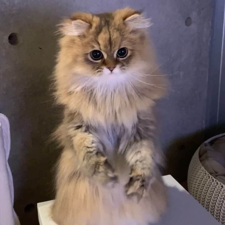 にこのインスタグラム